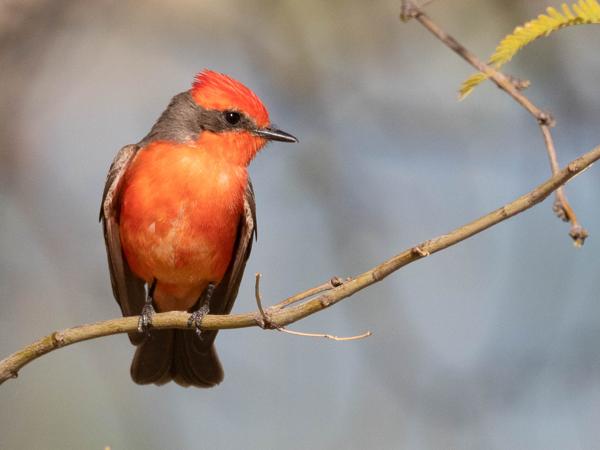 <h3><a href="/trips/Tucson_2023/biota/animalia/chordata/aves/040 passeriformes/011 tyrannidae/pyrocephalus rubinus/pyrocephalus rubinus-nl.html">Pyrocephalus&nbsp;rubinus</a> / Vermilion&nbsp;flycatcher / Rode&nbsp;tiran</h3>OM-1 met M.300mm F4.0 + MC-14, 1/3200 sec  bij F5.6, ISO 800, afstand 11.8&nbsp;m